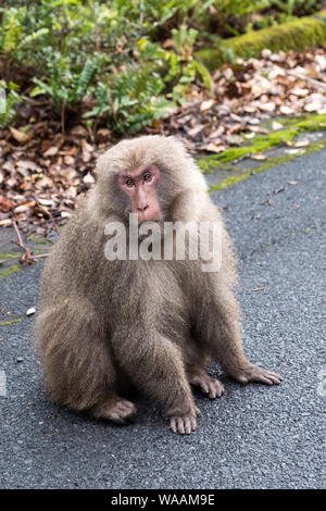 Una scimmia macaco sorge sul lato della strada a guardare nel la distanza con una offuscata fuori contesto e spazio per la copia Foto Stock