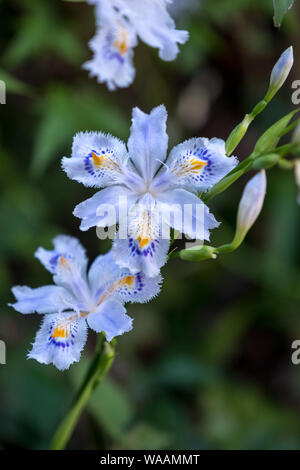 Un closeup di tre iridi frangiati (Iris Japonica) con uno sfondo verde sfocato Foto Stock