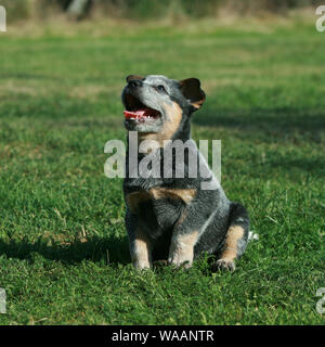 Incredibile cucciolo di Miniature pinscher seduto sull'erba Foto Stock