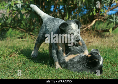 Miniature pinscher cuccioli giocare in giardino Foto Stock