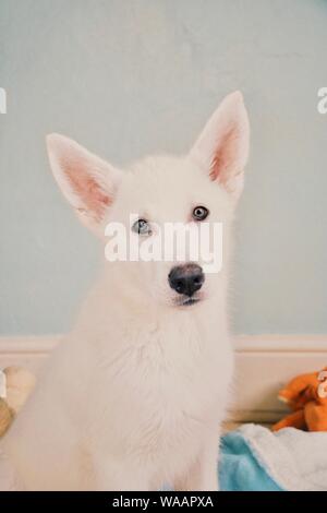 Cardiff, Galles, UK. Agosto 2019. Lincoln l'Alaskan Malamute X Siberian Husky a 11 settimane di età. ©Natasha Camilleri Foto Stock