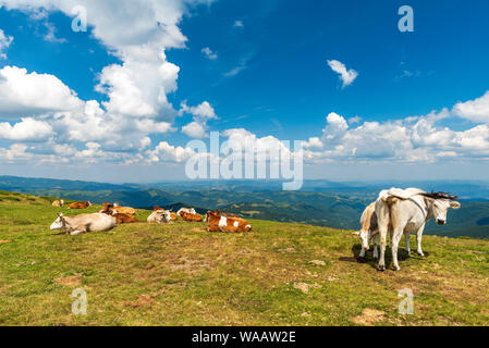 Liberi e felici le mucche sono in appoggio e giacenti su di un verde alpeggio nella soleggiata giornata estiva. Foto Stock