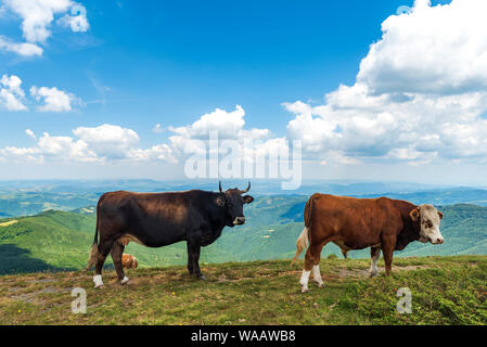Paesaggio estivo con cow pascolare sui verdi freschi pascoli di montagna. Foto Stock