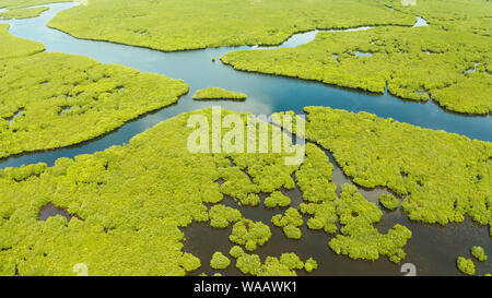 Mangrove Foreste verdi con i fiumi e i canali su un isola tropicale, antenna fuco. Paesaggio di mangrovie. Foto Stock