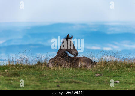 Giovani carino puledro cavallo di appoggio esterno in erba Foto Stock