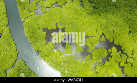 Vista aerea di fiumi tropicali foreste di mangrovie. Paesaggio di mangrovie, Siargao,Filippine. Foto Stock