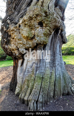 Inghilterra, Londra Greenwich, il parco di Greenwich, il tronco di quercia, 30075220 Foto Stock