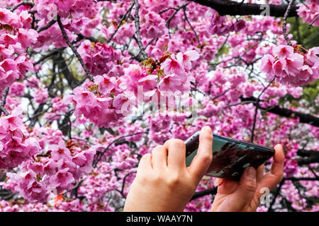 Giappone, Honshu, Tokyo, Ueno, il parco Ueno, mani tenendo il telefono cellulare prendendo foto di rosa Fiori di Ciliegio, 30075452 Foto Stock