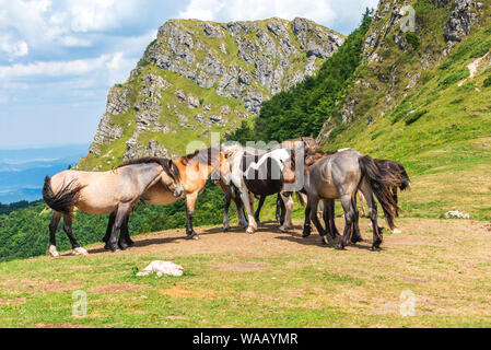 Gruppo di giovani cavalli sul pascolo in alta montagna nella soleggiata giornata estiva Foto Stock