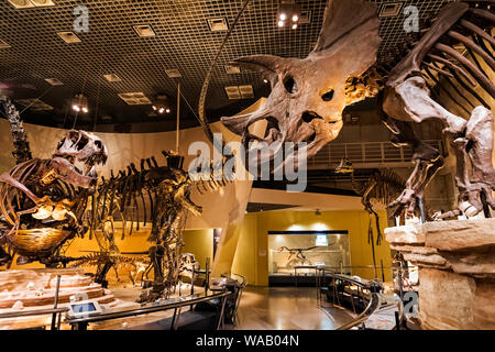 Giappone, Honshu, Tokyo, Hibiya, il parco Ueno, il museo nazionale della scienza e natura, presentano dei dinosauri, 30076002 Foto Stock