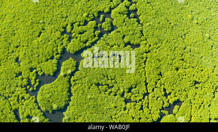 Mangrove Foreste verdi con i fiumi e i canali su un isola tropicale, antenna fuco. Paesaggio di mangrovie. Foto Stock