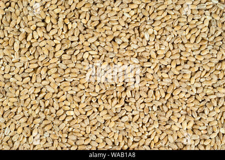 Background e texture - orzo perlato grano Foto Stock