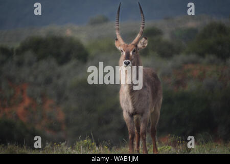 Waterbuck anteriore su Shamwari Game Reserve, Port Elizabeth, sfondo sfocato, Kobus ellipsiprymnus Foto Stock