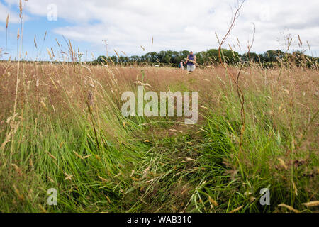 Percorso appiattito calpestati attraverso un prato di fieno di campo con la gente che camminava sul sentiero pubblico in estate. Benllech, Isola di Anglesey, Galles, Regno Unito, Gran Bretagna Foto Stock