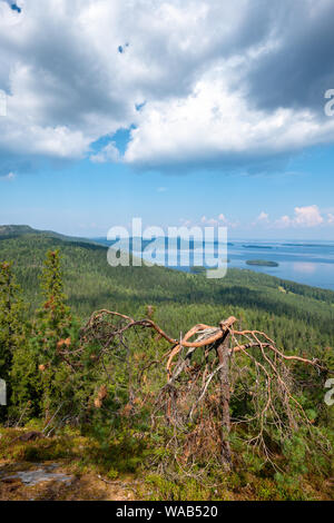 Paesaggio finlandese al Lago Pielinen in Koli National Park con il vecchio, nodose albero di fronte all infinita foresta boreale, Finlandia Foto Stock