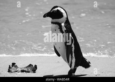 African pinguini pinguini Jackass a Boulders Beach a Cape Town. In bianco e nero. Sulla sabbia di mare, accanto alle alghe marine Foto Stock