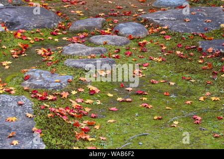 Foglie di autunno in Giappone - caduti aceri rossi (momiji) in Kyoto. Foto Stock