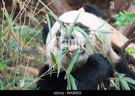 Close-up ritratto di un panda gigante di mangiare le foglie di bambù con l aiuto della sua lingua a Chengdu Cina Foto Stock