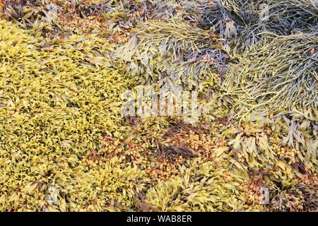 Alghe brune (alga marina Ascophyllum nodosum) noto anche come Norwegian kelp. Alga bruna in Norvegia. Foto Stock