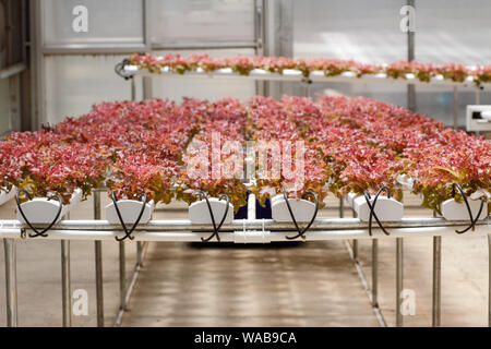 Quercia rossa foglie di lattuga in crescita del sistema hydroponic in serra Foto Stock