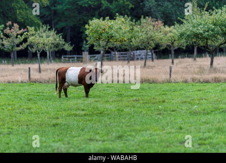 Cascina è chiamato dopo il tradizionale bestiame olandese de Lakenvelder, significando l'olandese Belted. Un olandese Belted non hanno macchie colorate e non è né monocromatica come altre razze di bovini Foto Stock
