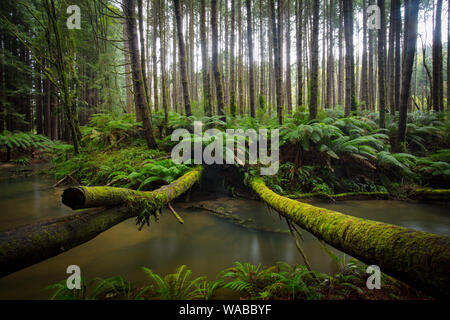 La tranquilla Californian Redwood Forest in Cape Otway, Victoria, Australia Foto Stock