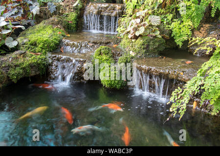 Un colorato di carpe giapponesi per nuotare in piscina sotto la cascata d'acqua. Foto Stock