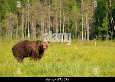 Mighty grande orso bruno Ursus arctos nella parte anteriore della foresta boreale guardando verso la telecamera, Finlandia Foto Stock