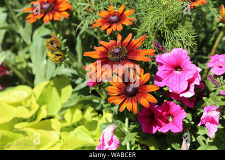 Rosa petunia, big orange / marrone fiori e abbondanza di foglie differenti. Fotografato durante una bella e soleggiata giornata estiva in Finlandia. Colori vibranti! Foto Stock