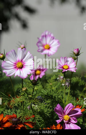 In bicolore magenta e bianco fiori cosmos fotografato durante una soleggiata giornata estiva. Puoi vedere più rosa&fiori bianchi e alcune foglie verdi. Foto Stock