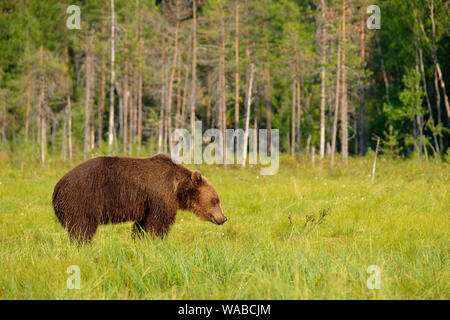 Mighty grande orso bruno Ursus arctos in piedi nella parte anteriore della foresta boreale, Finlandia Foto Stock