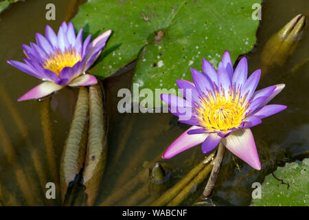 Viola giglio di acqua sulla superficie di stagno tropicale, Thailandia. Foto Stock