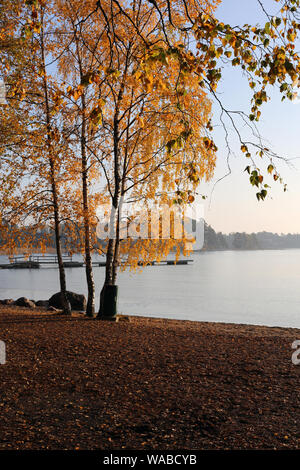 Alberi con Giallo autunno / cadono le foglie dal Mar Baltico durante un tramonto mozzafiato / sunrise in Espoo, Finlandia. Incredibile paesaggio panoramico dell'immagine. Foto Stock