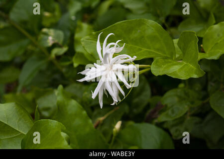 Fiore bianco in giardino Lumbini, Lumbini, il Nepal Foto Stock