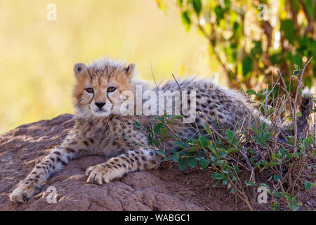 Da soli Cheetah cub appoggiato nell'ombra Foto Stock