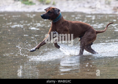Ridgeback rhodesiano cane in riproduzione in streaming Foto Stock