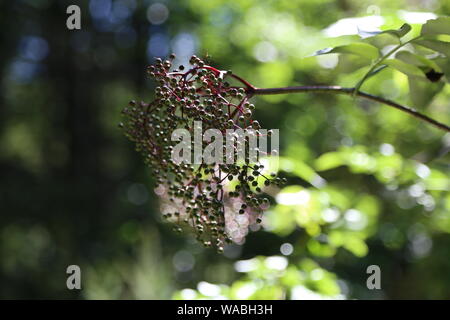 Bacche. Verde di bacche di sambuco coppia sui rami Foto Stock