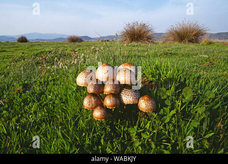 La Grecia. Lesbo. Kalloni. Wild Lepiota funghi in campo. Foto Stock