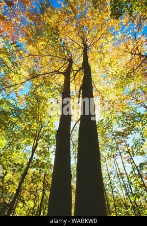 Stati Uniti d'America. Il Vermont. Richmond. Vista Skywards di zucchero alti alberi di acero. Foto Stock