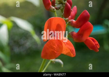 Runner bean fioriscono aperti per le api Foto Stock