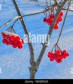 Pallon di maggio di bacche rosse con coperta di neve - decorazioni luminose della foresta di inverno e alimentazione di svernamento degli uccelli. Frosty giornata soleggiata, ombre blu sulla neve Foto Stock