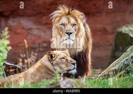 Barberia lion e leonessa. La Barberia Lion è stato chiamato anche il Nord leone africano, Berber, Lion e Lion Atlas. Foto Stock