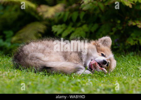 Welsh Corgi puppy giacente in un prato verde vicino a Bush e rosicchia un osso. Foto Stock