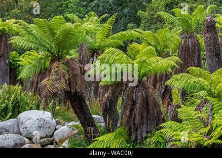 Soft felci arboree / uomo felci (Dicksonia Antartide) albero sempreverde fern nativo di Australia orientale Foto Stock