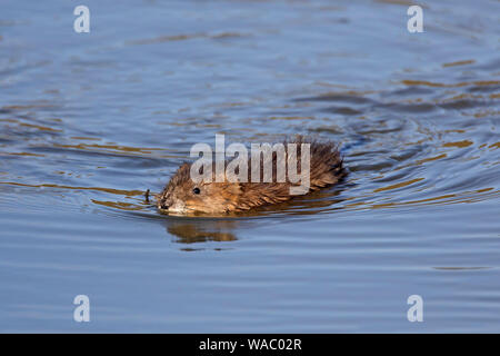 Topo muschiato (Ondatra zibethicus) nuoto in stagno, originaria del Nord America e una specie introdotta in Europa Foto Stock