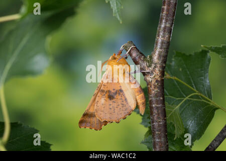 Herbst-Zackenrandspanner, Herbst-Zackenspanner, Herbstlaubspanner, Herbstlaub-Spanner, Zackenspanner, Männchen, Ennomos autumnaria, Grandi Thorn, maschio, Foto Stock