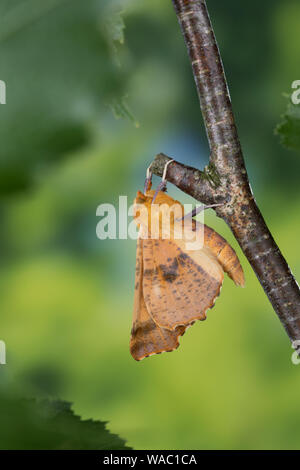 Herbst-Zackenrandspanner, Herbst-Zackenspanner, Herbstlaubspanner, Herbstlaub-Spanner, Zackenspanner, Männchen, Ennomos autumnaria, Grandi Thorn, maschio, Foto Stock