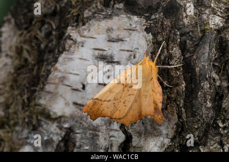 Herbst-Zackenrandspanner, Herbst-Zackenspanner, Herbstlaubspanner, Herbstlaub-Spanner, Zackenspanner, Weibchen, Ennomos autumnaria, Grandi Thorn, femal Foto Stock