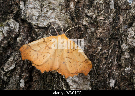 Herbst-Zackenrandspanner, Herbst-Zackenspanner, Herbstlaubspanner, Herbstlaub-Spanner, Zackenspanner, Weibchen, Ennomos autumnaria, Grandi Thorn, femal Foto Stock