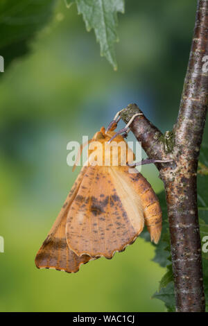 Herbst-Zackenrandspanner, Herbst-Zackenspanner, Herbstlaubspanner, Herbstlaub-Spanner, Zackenspanner, Männchen, Ennomos autumnaria, Grandi Thorn, maschio, Foto Stock